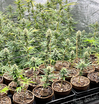Cannabis cultivation 1