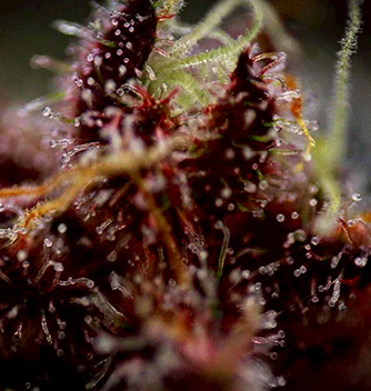 Cannabis cultivation 2