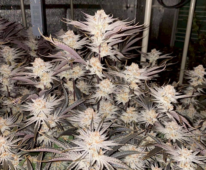 Cannabis cultivation 3